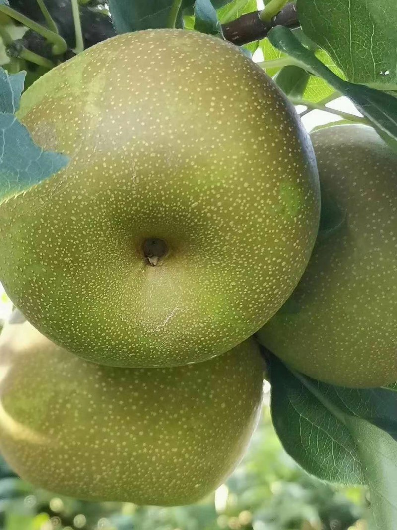 金秀桂花梨，脆口清甜，糖分充足，口感好化渣好