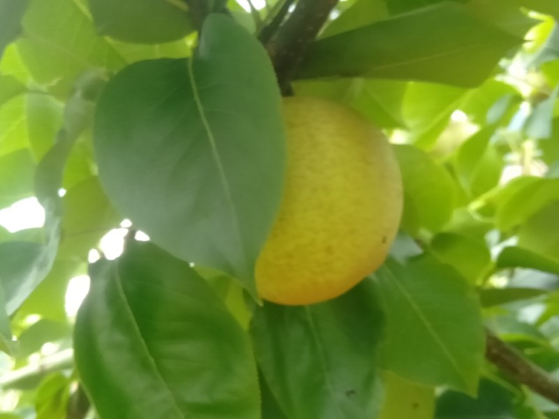 金秀桂花梨，脆口清甜，糖分充足，口感好化渣好
