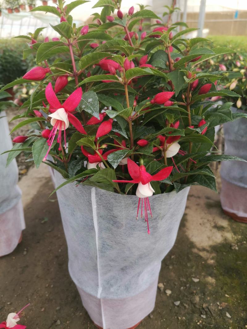 倒挂金钟灯笼花灯笼花年销上市常年性供应经营多种盆花