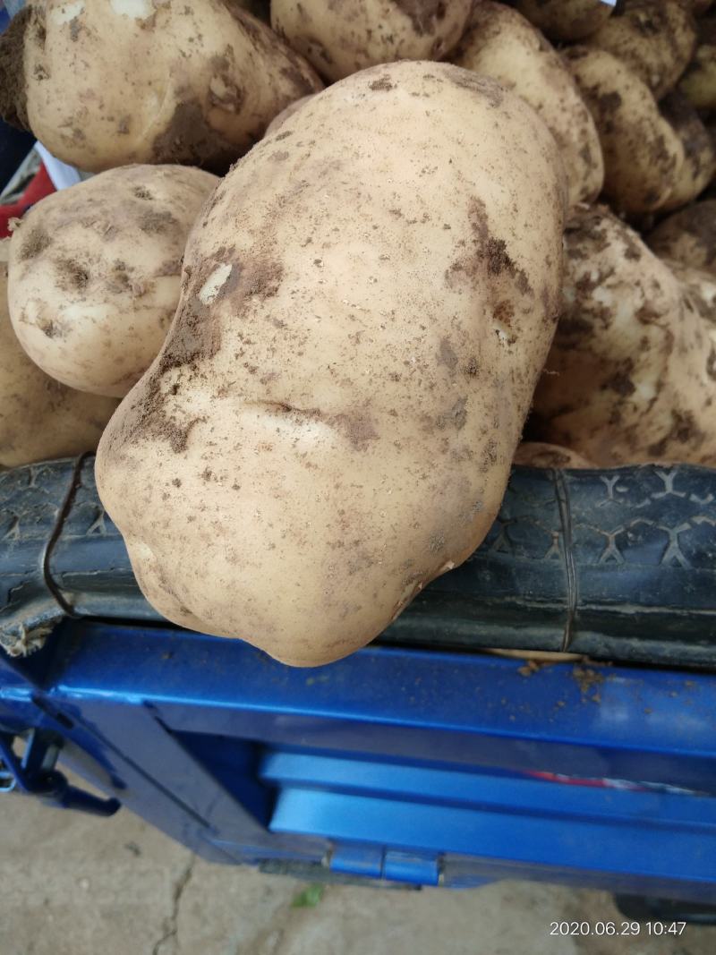 【甘肃土豆】甘肃优质土豆226、沃土、希森！大量上市中！