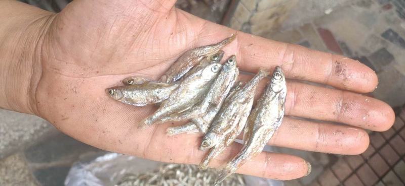 油炸鱼干、油炸白肖鱼、自然鱼干、水库鱼干、河水鱼干