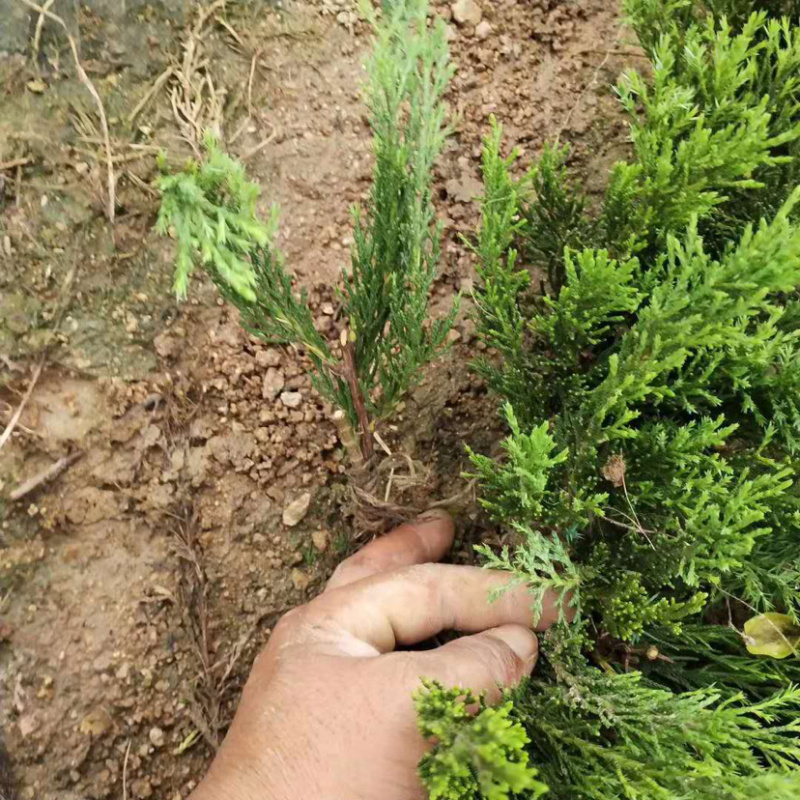 龙柏小苗热卖中