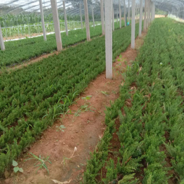 龙柏小苗热卖中