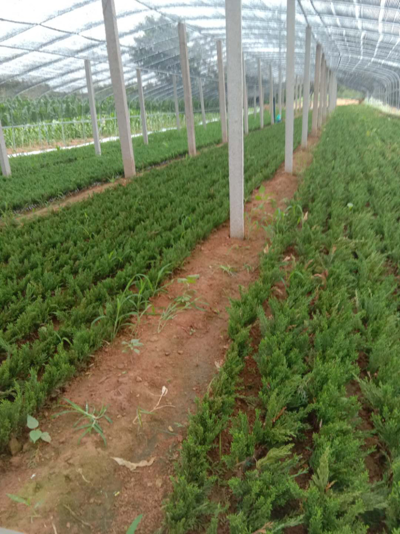 龙柏小苗热卖中