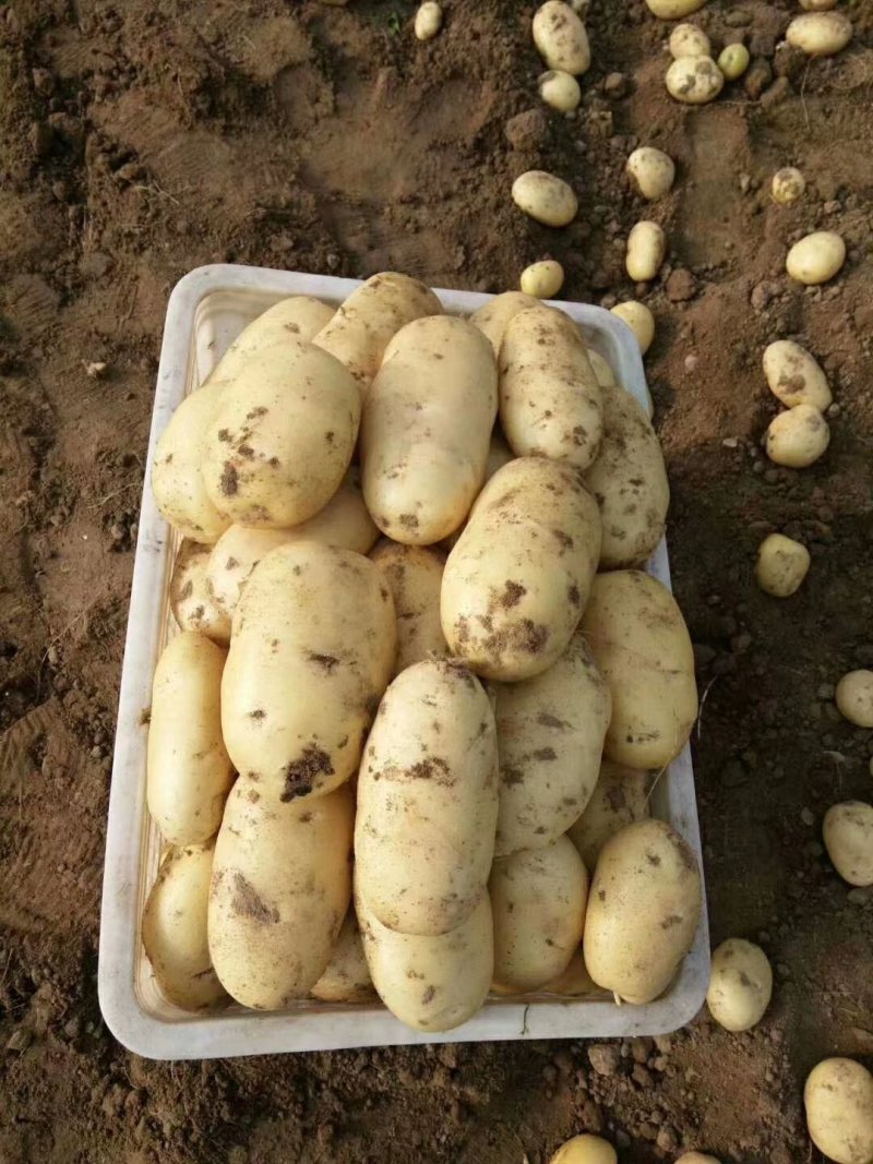 基地土豆精品已陆续上市，欢迎各位老板前来洽谈！