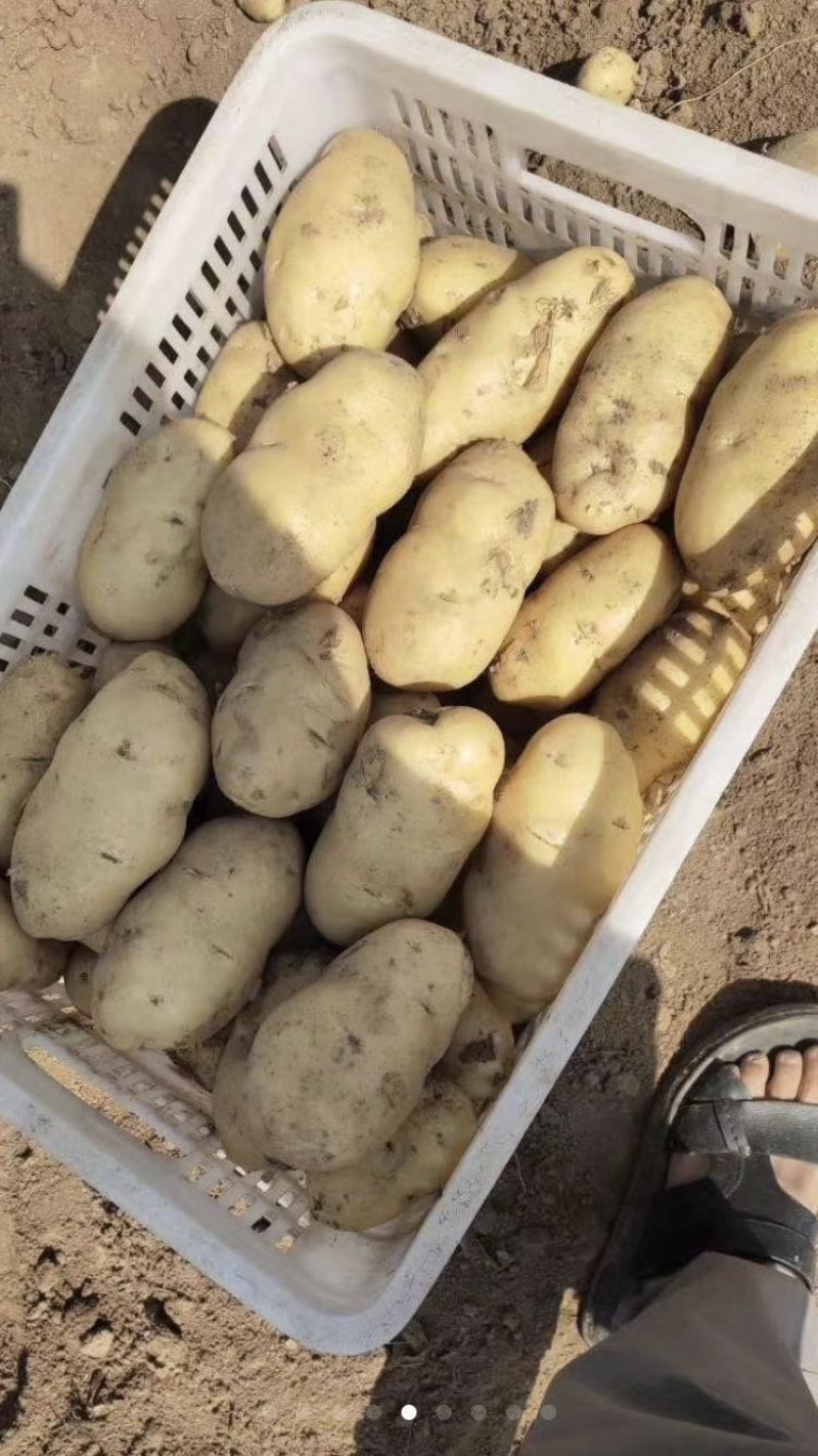 基地土豆精品已陆续上市，欢迎各位老板前来洽谈！