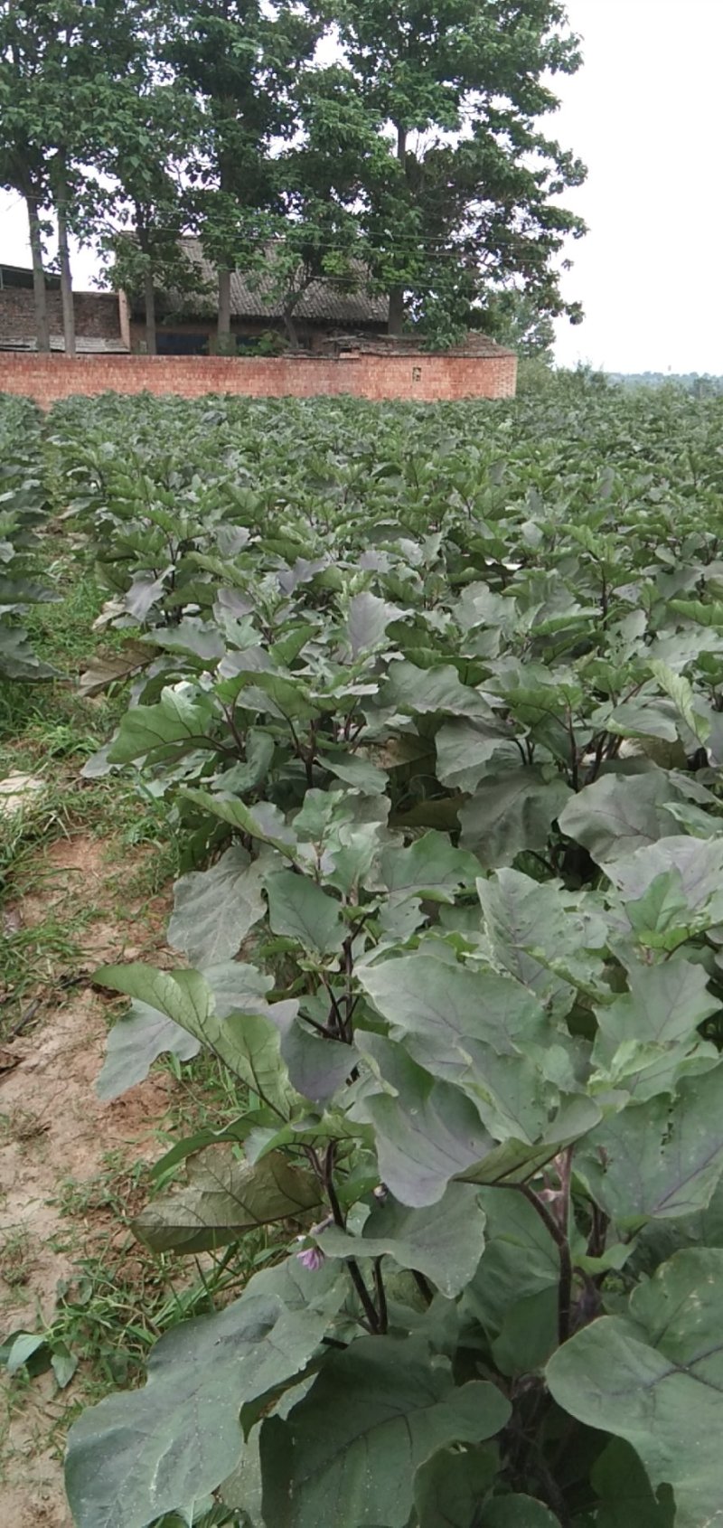 山西大红袍茄子，万亩茄子基地