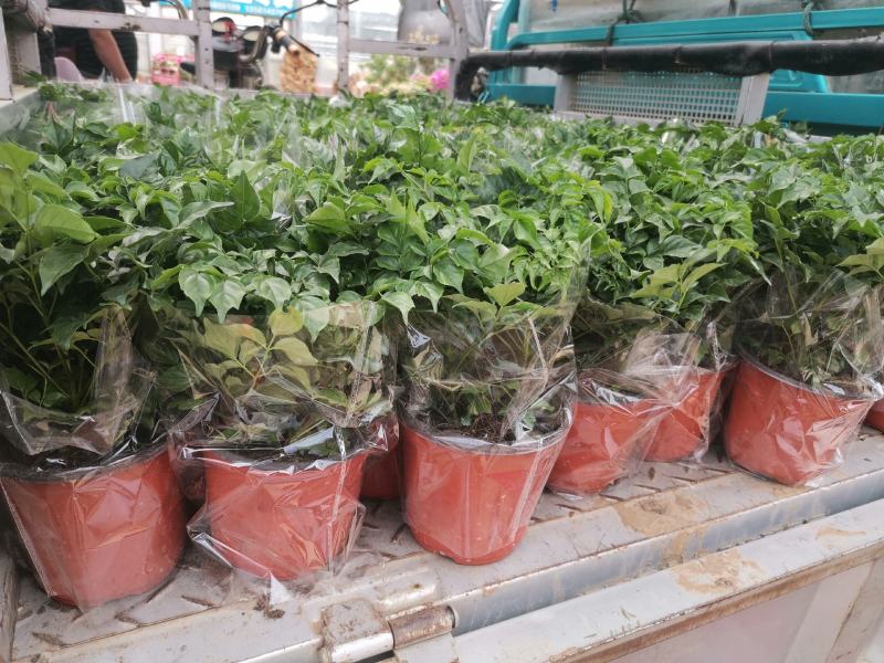 基地直供幸福树袖珍中颗大颗常年性供应经营多种盆花