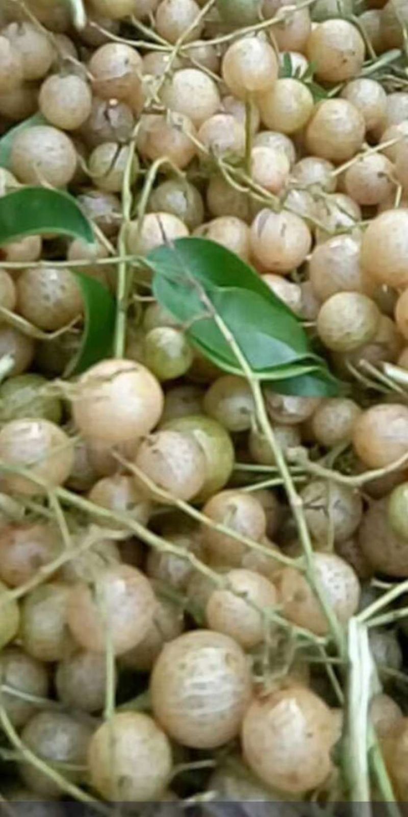 供应野生山黄皮果鸡皮果