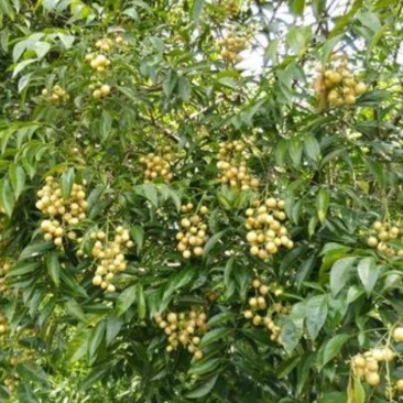 供应野生山黄皮果鸡皮果