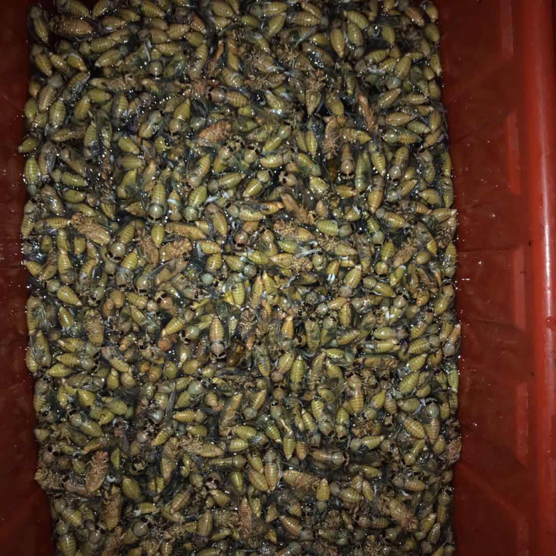 银蝉