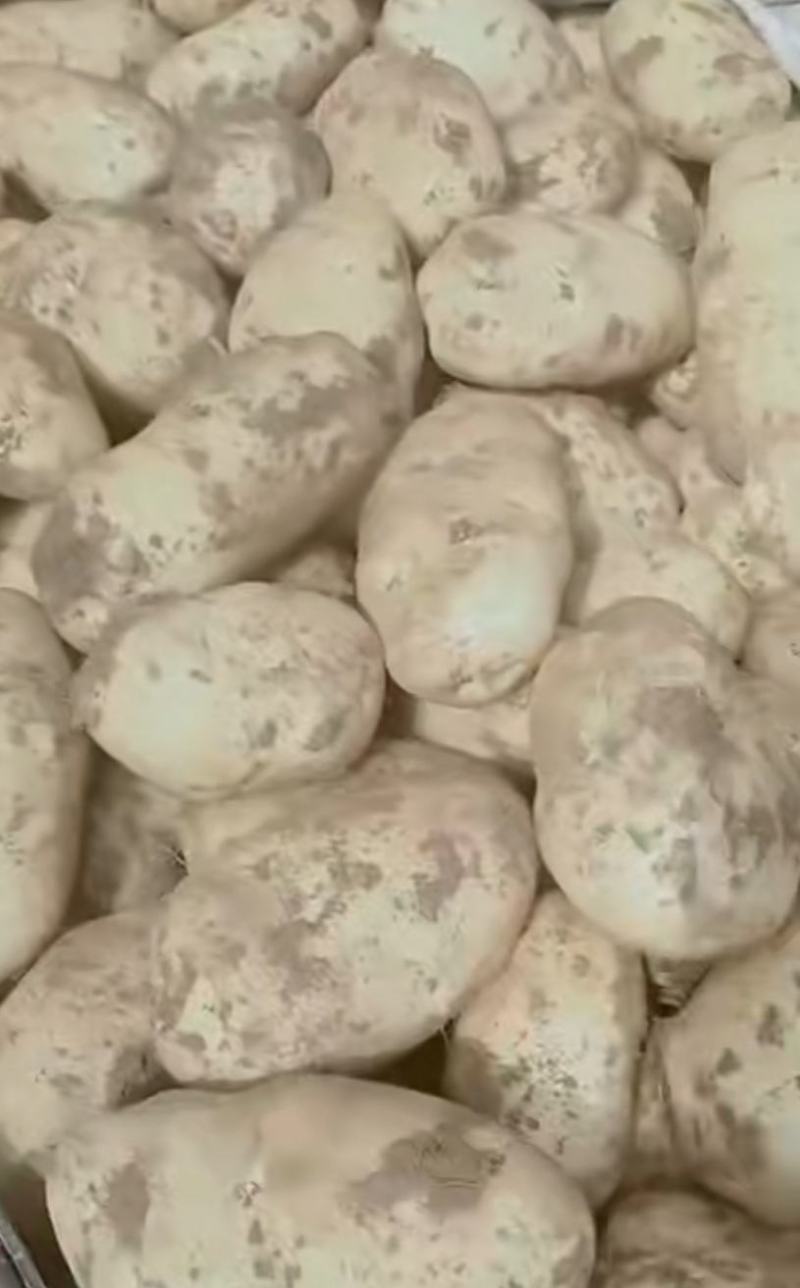甘肃精品土豆量大质优产地直供欢迎来电咨询洽谈