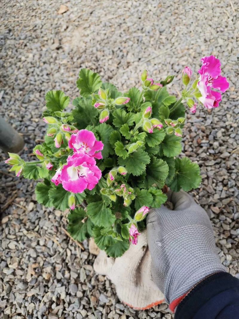 基地直供蝴蝶梅季节性供应常年性供应经营多种盆花