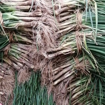 红葱大葱毛葱3cm左右30~40cm值得拥有