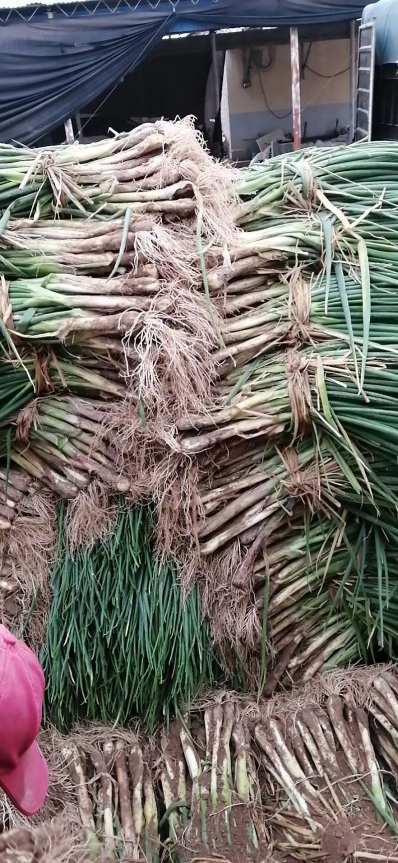 红葱大葱毛葱3cm左右30~40cm值得拥有