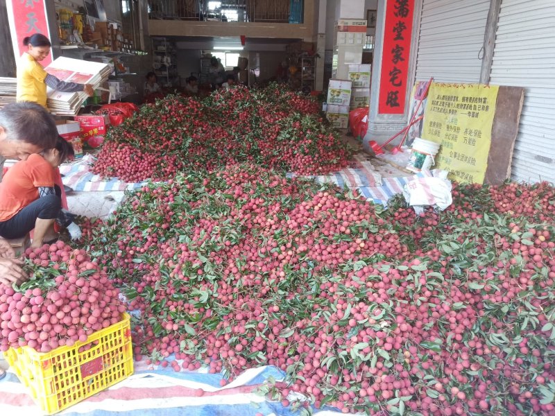 禾荔鸡嘴荔六月红荔枝专业代办代发货电商平台