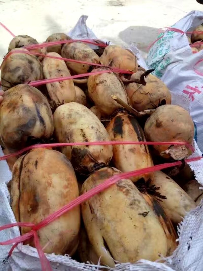 乾塘莲藕，物美价廉，现购现挖***********