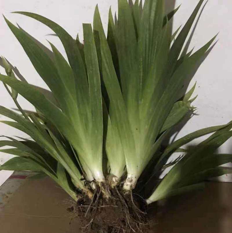 黄花鸢尾黄菖蒲种子花卉种子水生黄菖蒲种子水陆植物耐涝