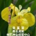 黄花鸢尾黄菖蒲种子花卉种子水生黄菖蒲种子水陆植物耐涝