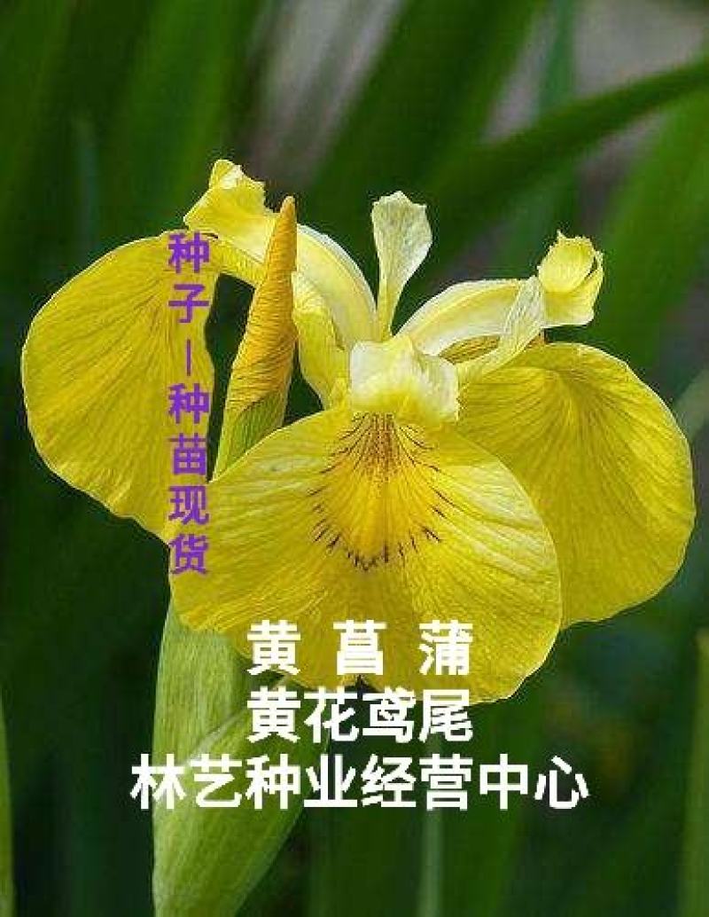 黄花鸢尾黄菖蒲种子花卉种子水生黄菖蒲种子水陆植物耐涝
