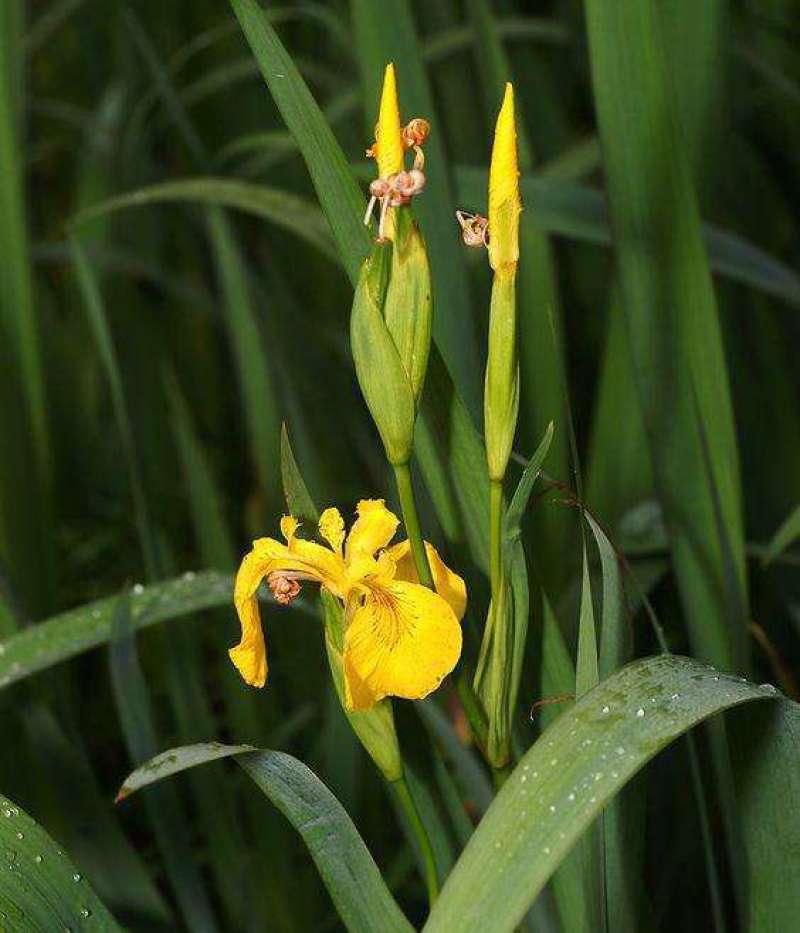 黄花鸢尾黄菖蒲种子花卉种子水生黄菖蒲种子水陆植物耐涝