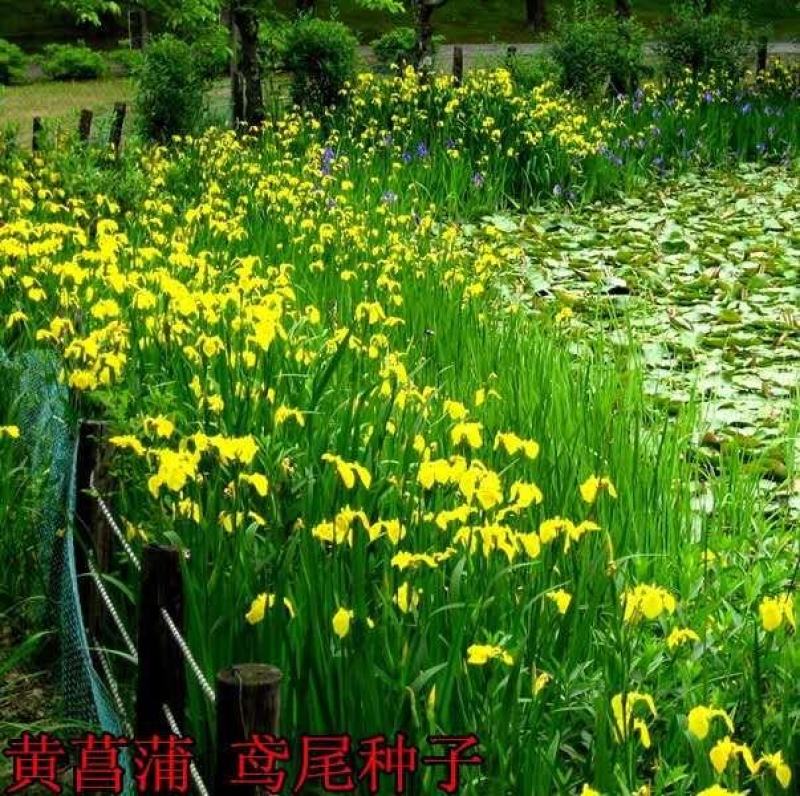 黄花鸢尾黄菖蒲种子花卉种子水生黄菖蒲种子水陆植物耐涝