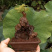 黄荆疙瘩盆景坨坨小老桩下山桩花卉盆景包活全国批发