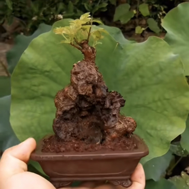 黄荆疙瘩盆景坨坨小老桩下山桩花卉盆景包活全国批发