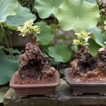 黄荆疙瘩盆景坨坨小老桩下山桩花卉盆景包活全国批发