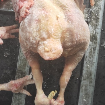 种母鸡白条(钦州九联食品)