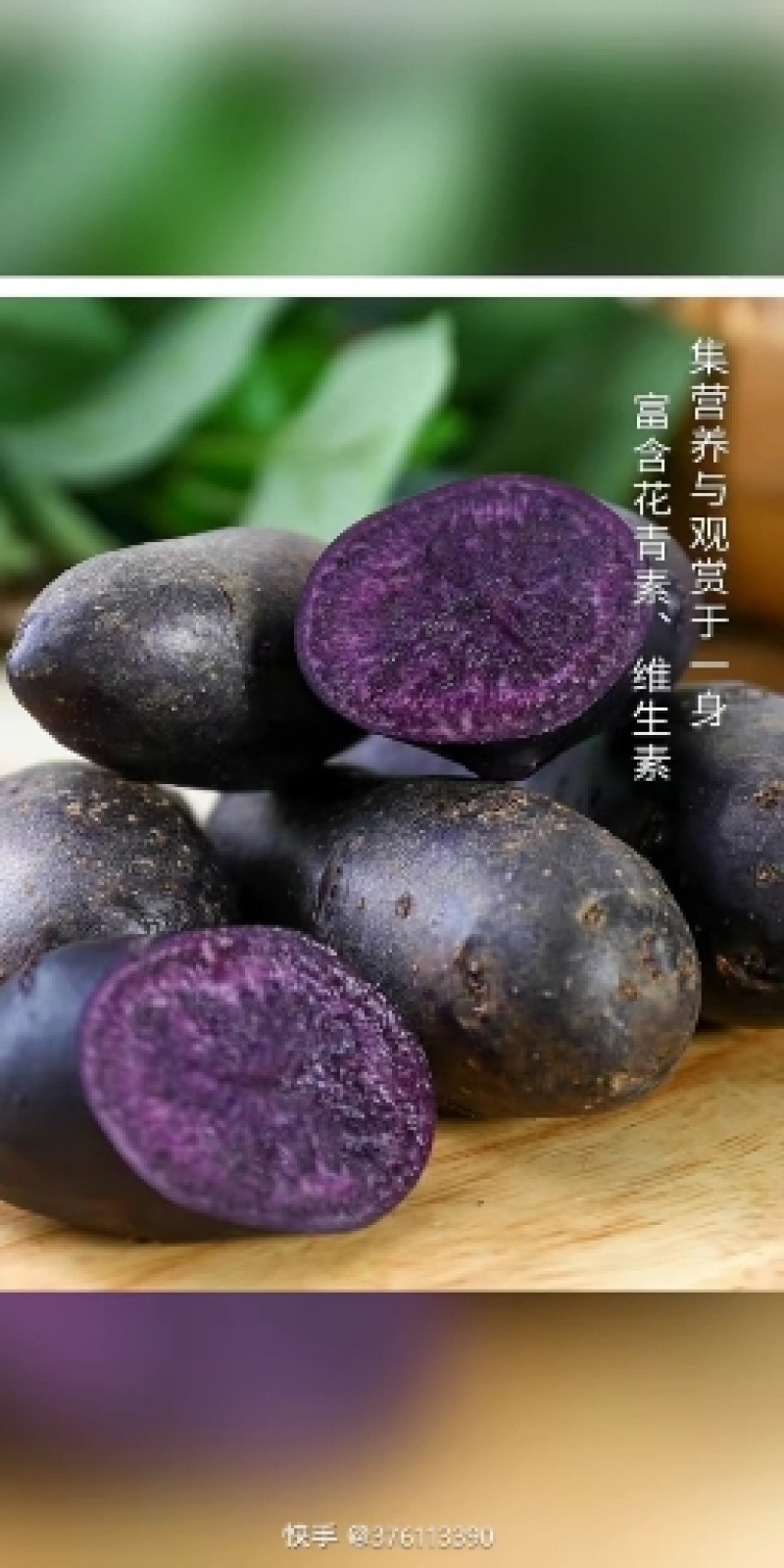 山东新鲜黑土豆，黑金刚土豆，一件代发，常年供应，一手货源