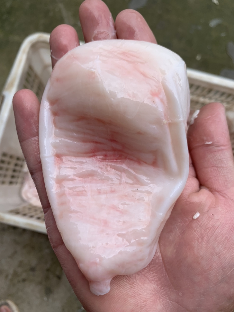 水库鲢鱼5斤往上大鱼新鲜鱼泡鱼肚鱼鳔鱼泡内泡