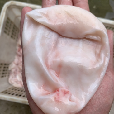 水库鲢鱼5斤往上大鱼新鲜鱼泡鱼肚鱼鳔鱼泡内泡