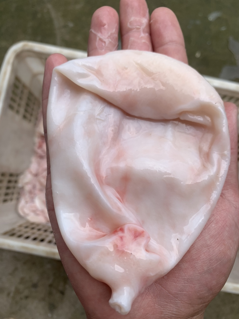 水库鲢鱼5斤往上大鱼新鲜鱼泡鱼肚鱼鳔鱼泡内泡