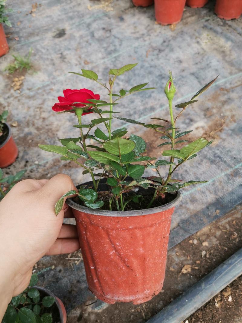 基地直供微型玫瑰季节性供应常年性供应经营多种盆花