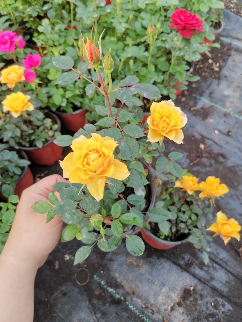 基地直供微型玫瑰季节性供应常年性供应经营多种盆花