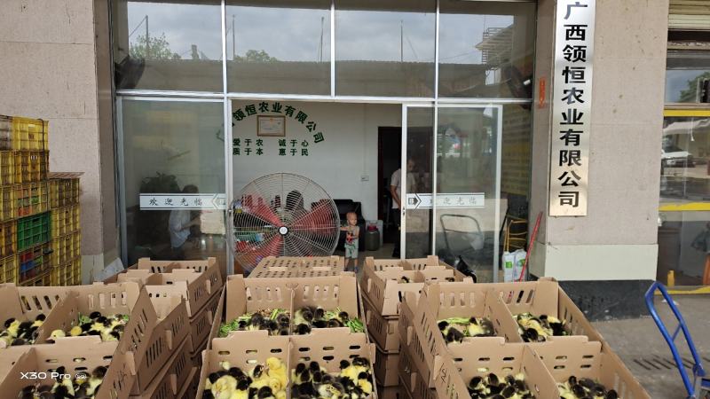 火鸡苗青铜火鸡苗【提供产、供、销一条龙服务】