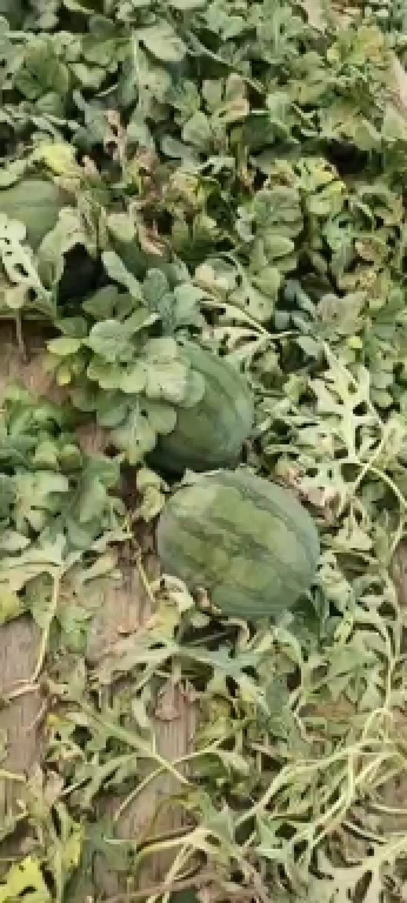 黑皮无籽花无籽西瓜山东无籽西瓜大量有货货源充足