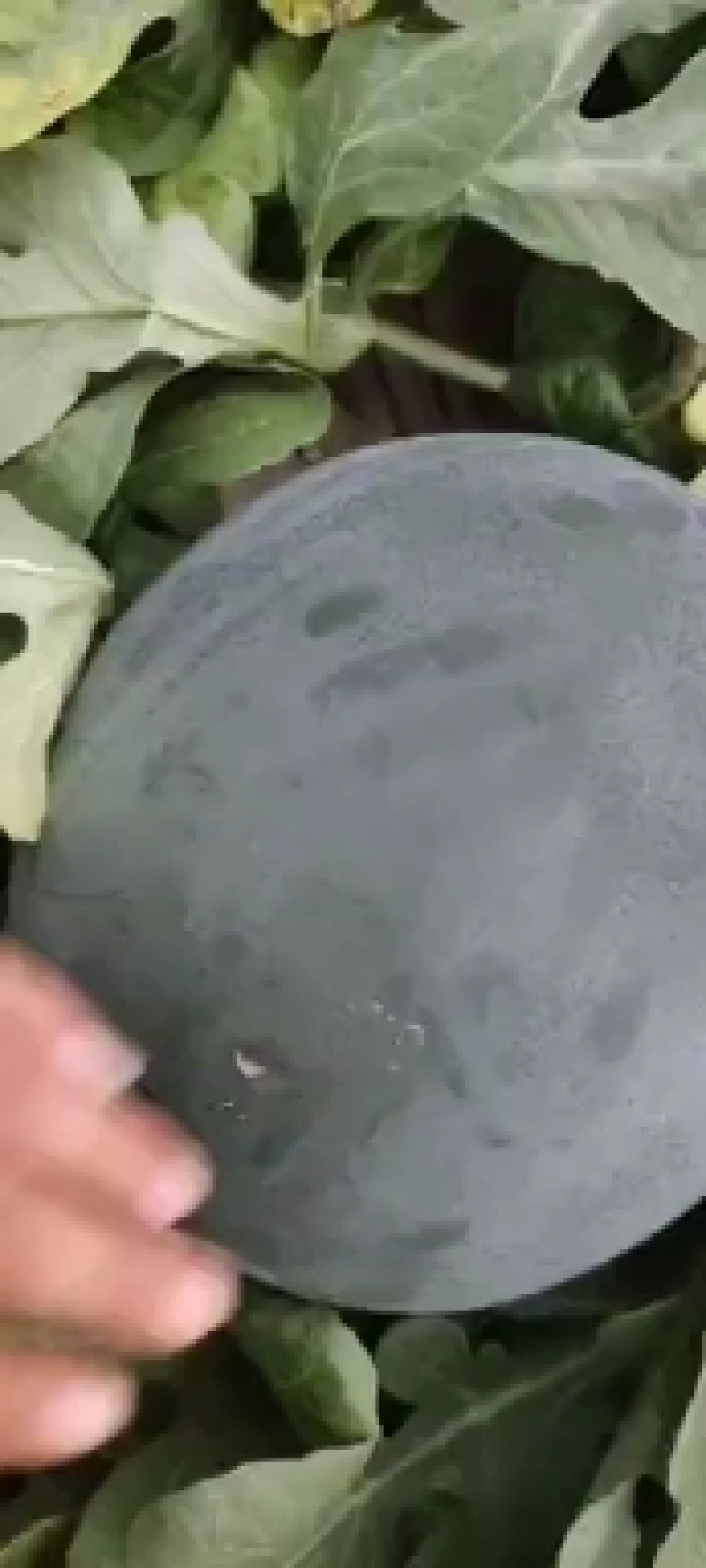 黑皮无籽花无籽西瓜山东无籽西瓜大量有货货源充足