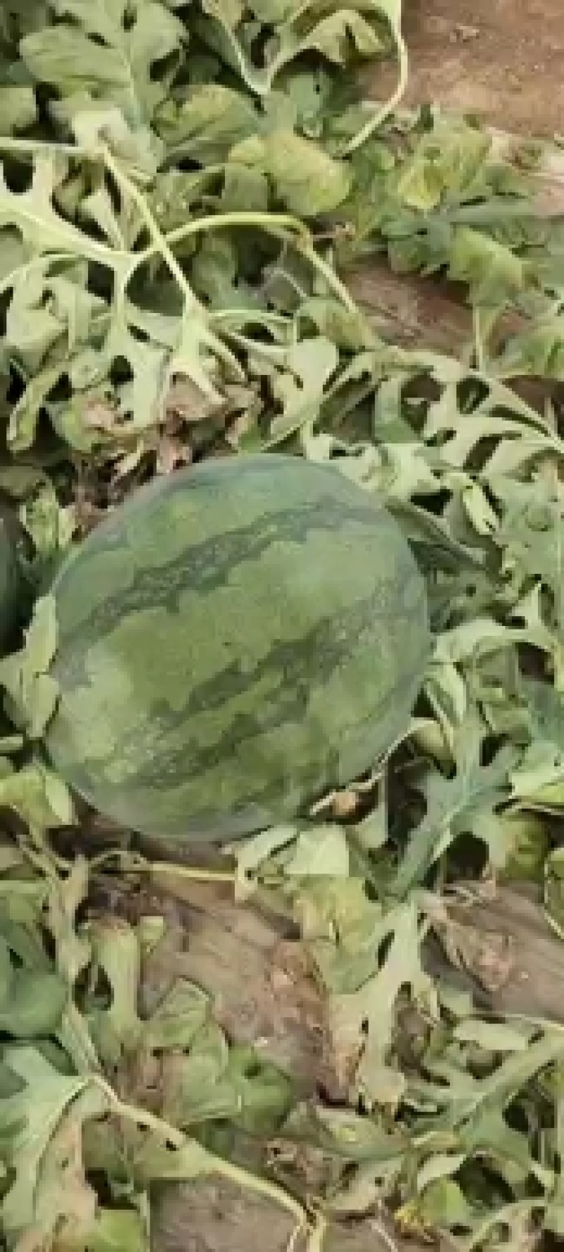黑皮无籽花无籽西瓜山东无籽西瓜大量有货货源充足