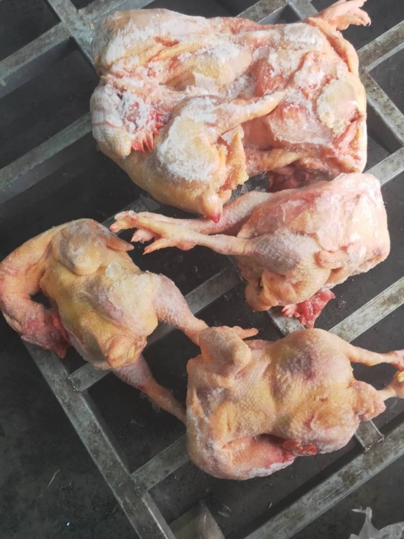 种母鸡白条(钦州九联食品)