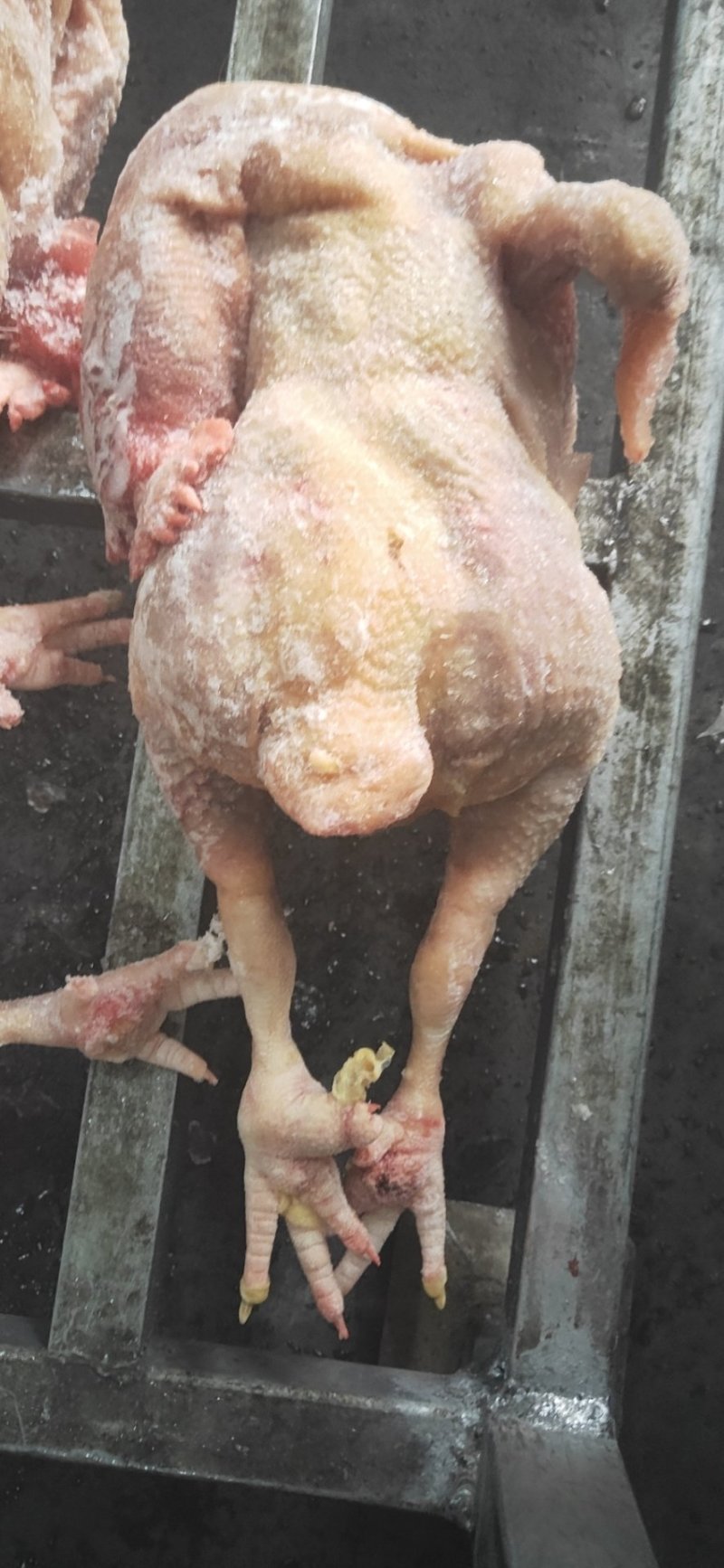 种母鸡白条(钦州九联食品)