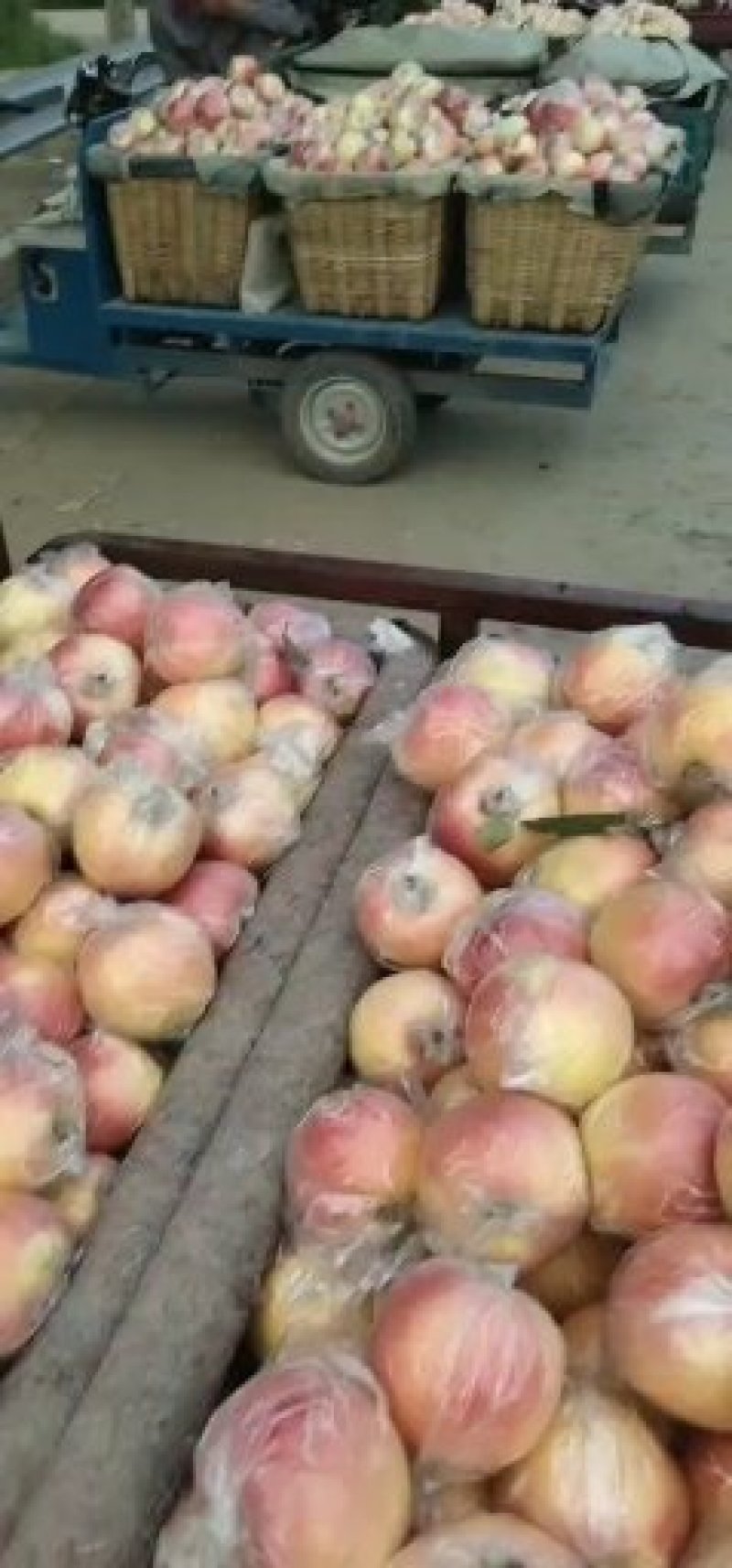 山东潍坊嘎啦苹果个头大颜色好产地直发无中间商差价