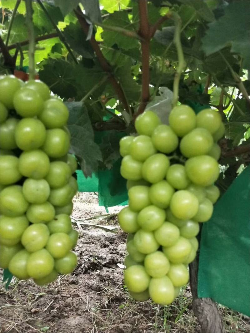 （精选葡萄）大荔阳光玫瑰葡萄一手货源量大价优