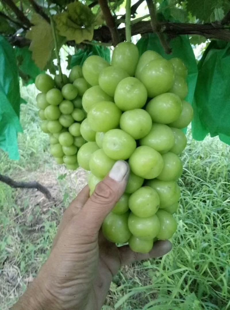 （精选葡萄）大荔阳光玫瑰葡萄一手货源量大价优
