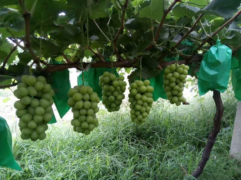 （精选葡萄）大荔阳光玫瑰葡萄一手货源量大价优