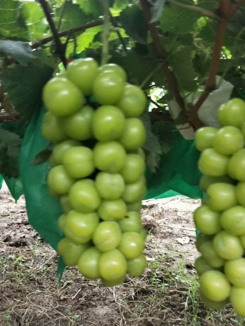 （精选葡萄）大荔阳光玫瑰葡萄一手货源量大价优