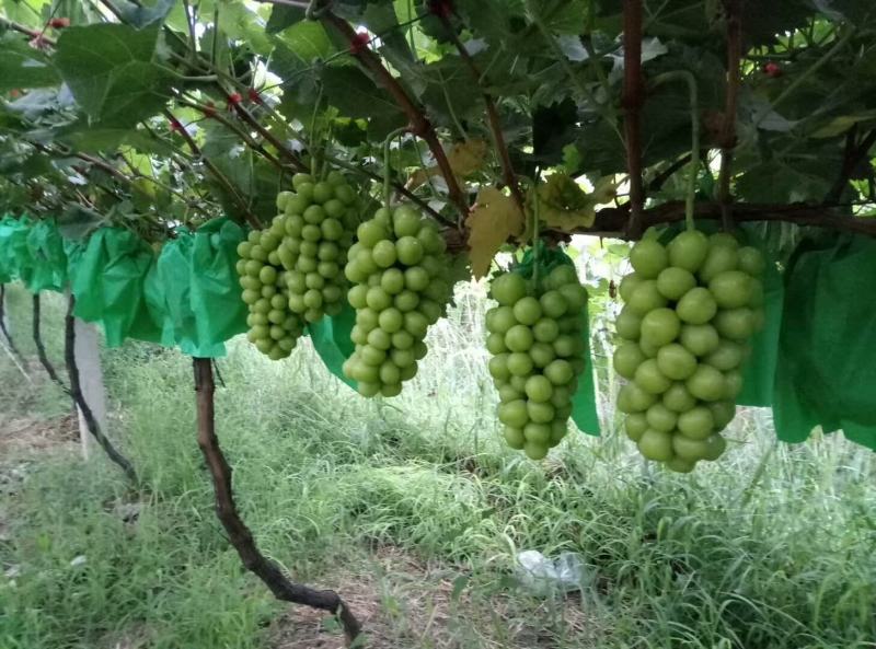 （精选葡萄）大荔阳光玫瑰葡萄一手货源量大价优