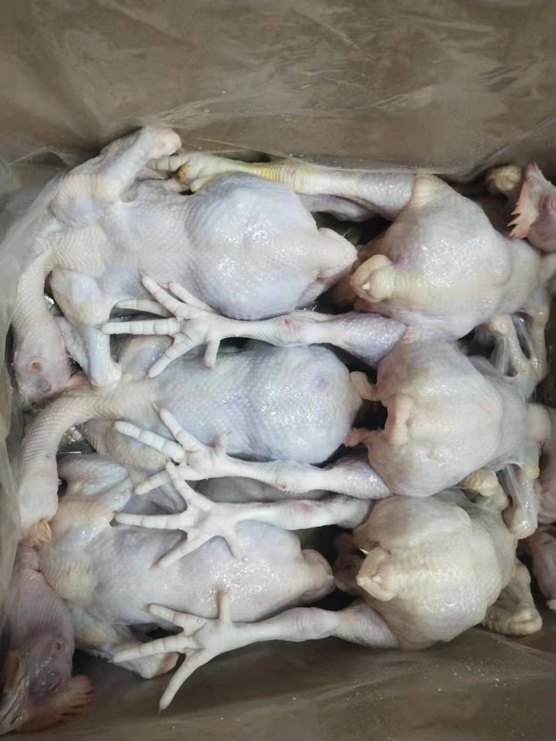 农家老母鸡(钦州九联食品)