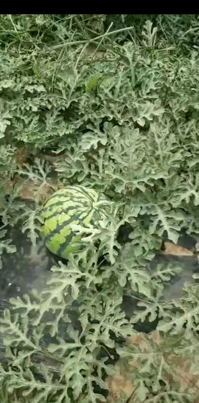 早霸，金鑫，雷尊，猛虎
